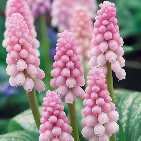 Muskare “Pink Sunrise”